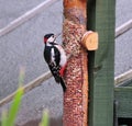 Woodpecker.