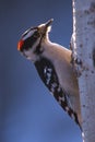 Woodpecker