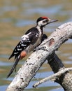 WOODPECKER Royalty Free Stock Photo