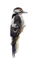 Woodpecker Royalty Free Stock Photo