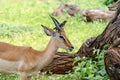 Woodpecker and African Impala Royalty Free Stock Photo