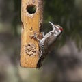 Arizona Woodpecker male leuconotopicus arinzonae