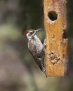Arizona Woodpecker male leuconotopicus arinzonae