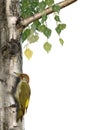 Woodpecker and birch