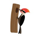 Woodpecker bird animal cartoon character vector illustration