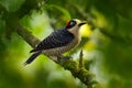 Woodpecker bird. Black-cheeked Woodpecker, Melanerpes pucherani, sitting on the branch in the green forest. Tropic woodpecker in Royalty Free Stock Photo