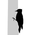 Woodpecker bird black silhouette animal
