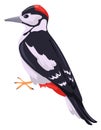 Woodpecker bird. Forest wild animal. Nature symbol