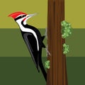 Woodpecker bird illustration