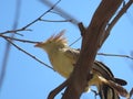 A woodpecker on the dry branches