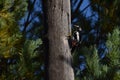 Woodpecker bird sits on the post and pine branches