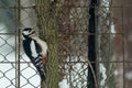 Woodpecker bird sitting in nature