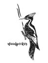 Woodpecker bird, sitting on the tree. Sketch. Dryocopus martius species. Wildlife european and americain nature. Black