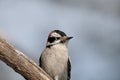 Woodpecker bird stock photos. Woodpecker bird close-up profile view perched with blurbackground. Image. Picture. Portrait