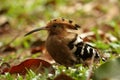 Woodpecker Royalty Free Stock Photo