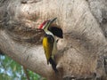 Woodpecker Bird on Tree Trunk