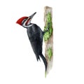 Woodpecker bird on the tree trunk. Watercolor illustration. Hand drawn pileated woodpecker wildlife avian. North America