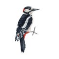 Woodpecker bird watercolor illustration. Dendrocopos major wild forest bird realistic close up element. Woodpecker on