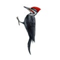 Woodpecker bird watercolor illustration. Hand drawn pileated woodpecker wildlife avian. North America native wild bird