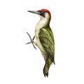 Woodpecker bird watercolor illustration. Hand drawn realistic Picus viridis wild forest bird. European green woodpecker