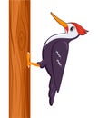 Woodpecker bird on a white background