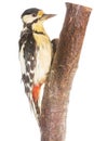 Woodpecker on branch