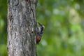 Woodpecker on the branch