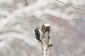 Woodpecker on a broken branch Royalty Free Stock Photo