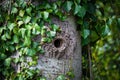 Woodpecker cavity on a trunck