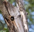 Woodpecker chick peeking through a hole in a decayed and broken tree