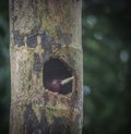 Woodpecker chick Views around Costa Rica Royalty Free Stock Photo