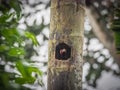 Woodpecker chick Views around Costa Rica Royalty Free Stock Photo