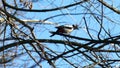 A woodpecker is chiseling a tree branch. Wildlife footage 4K.