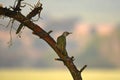 woodpecker climbs the tree Royalty Free Stock Photo