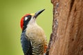 Woodpecker from Costa Rica, Black-cheeked Woodpecker, Melanerpes pucherani, sitting on the tree trunk with nesting hole, bird in Royalty Free Stock Photo