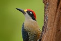 Woodpecker from Costa Rica, Black-cheeked Woodpecker, Melanerpes pucherani, sitting on the tree trunk with nesting hole, bird in Royalty Free Stock Photo