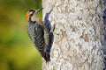 Woodpecker from Costa Rica, Black-cheeked Woodpecker, Melanerpes pucherani, sitting on the tree trunk with nesting hole, bird in Royalty Free Stock Photo
