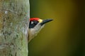 Woodpecker from Costa Rica, Black-cheeked Woodpecker, Melanerpes pucherani, sitting on the tree trunk with nesting hole, bird in t Royalty Free Stock Photo