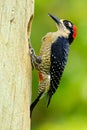 Woodpecker from Costa Rica, Black-cheeked Woodpecker, Melanerpes pucherani, sitting on the branch with nest hole, bird in the natu Royalty Free Stock Photo