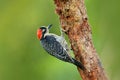 Woodpecker from Costa Rica, Black-cheeked Woodpecker, Melanerpes pucherani, sitting on the branch with nest hole, bird in the natu Royalty Free Stock Photo