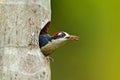 Woodpecker from Costa Rica, Black-cheeked Woodpecker, Melanerpes pucherani, sitting on the tree trunk with nesting hole, bird in t Royalty Free Stock Photo