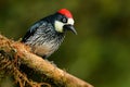 Woodpecker from Costa Rica mountain forest, Acorn Woodpecker, Melanerpes formicivorus. Beautiful bird sitting on the green mosse b