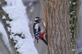 Woodpecker - Dendrocopos major