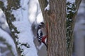 Woodpecker - Dendrocopos major