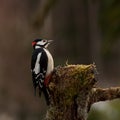 Woodpecker Dendrocopos major male