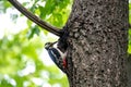 The woodpecker, Dendrocopos major is a species of piciform bird of the Picidae family