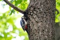 The woodpecker, Dendrocopos major is a species of piciform bird of the Picidae family