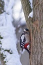 Woodpecker - Dendrocopos major