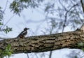 Woodpecker Dendrocopus major  feeding Royalty Free Stock Photo