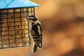 Woodpecker eating from feeder with fall bokeh background. Royalty Free Stock Photo